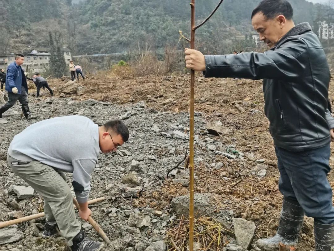 种植景观树赚钱吗_种植景观树经济前景如何_种植景观树致富