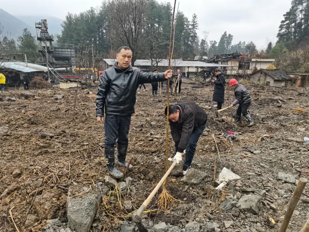 种植景观树致富_种植景观树赚钱吗_种植景观树经济前景如何