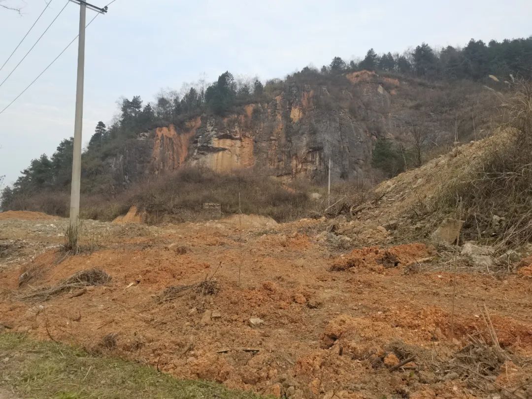 种植景观树经济前景如何_种植景观树赚钱吗_种植景观树致富