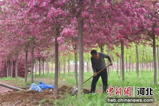 风景树种植致富经_种植景观树致富_致富种植景观树的意义