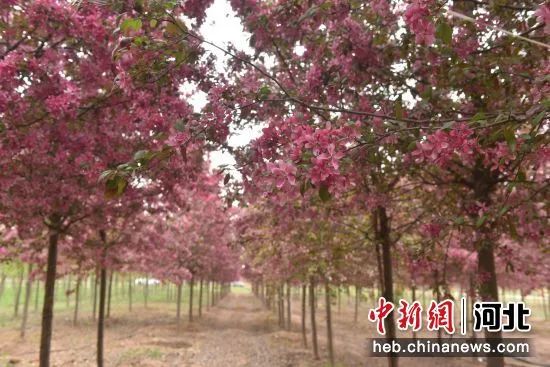 致富种植景观树的意义_种植景观树致富_风景树种植致富经