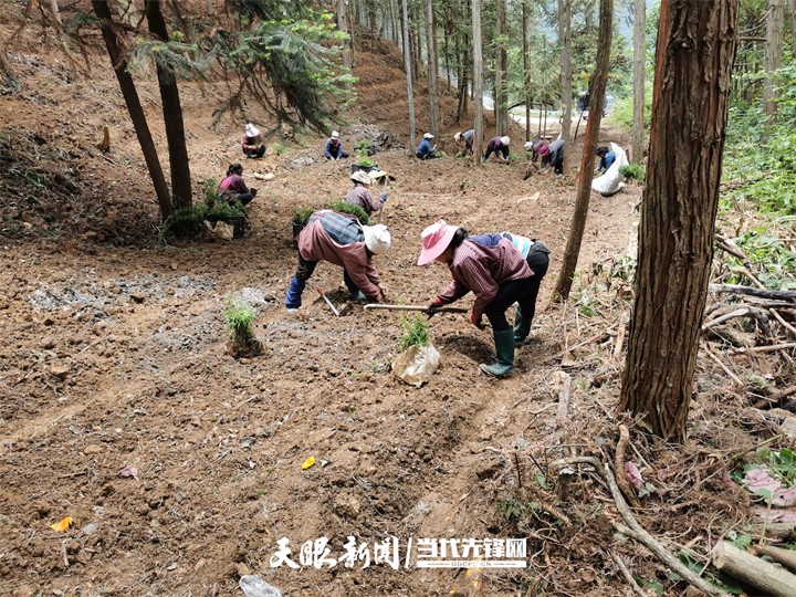 锦屏县彦洞村：林下种黄精 铺就致富路