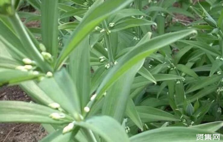 黄精种植过程中需注意的问题及解决方法