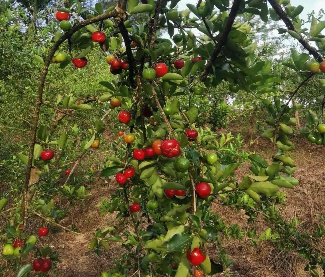 种植景观树致富_致富种植景观树的意义_种植景观树赚钱吗