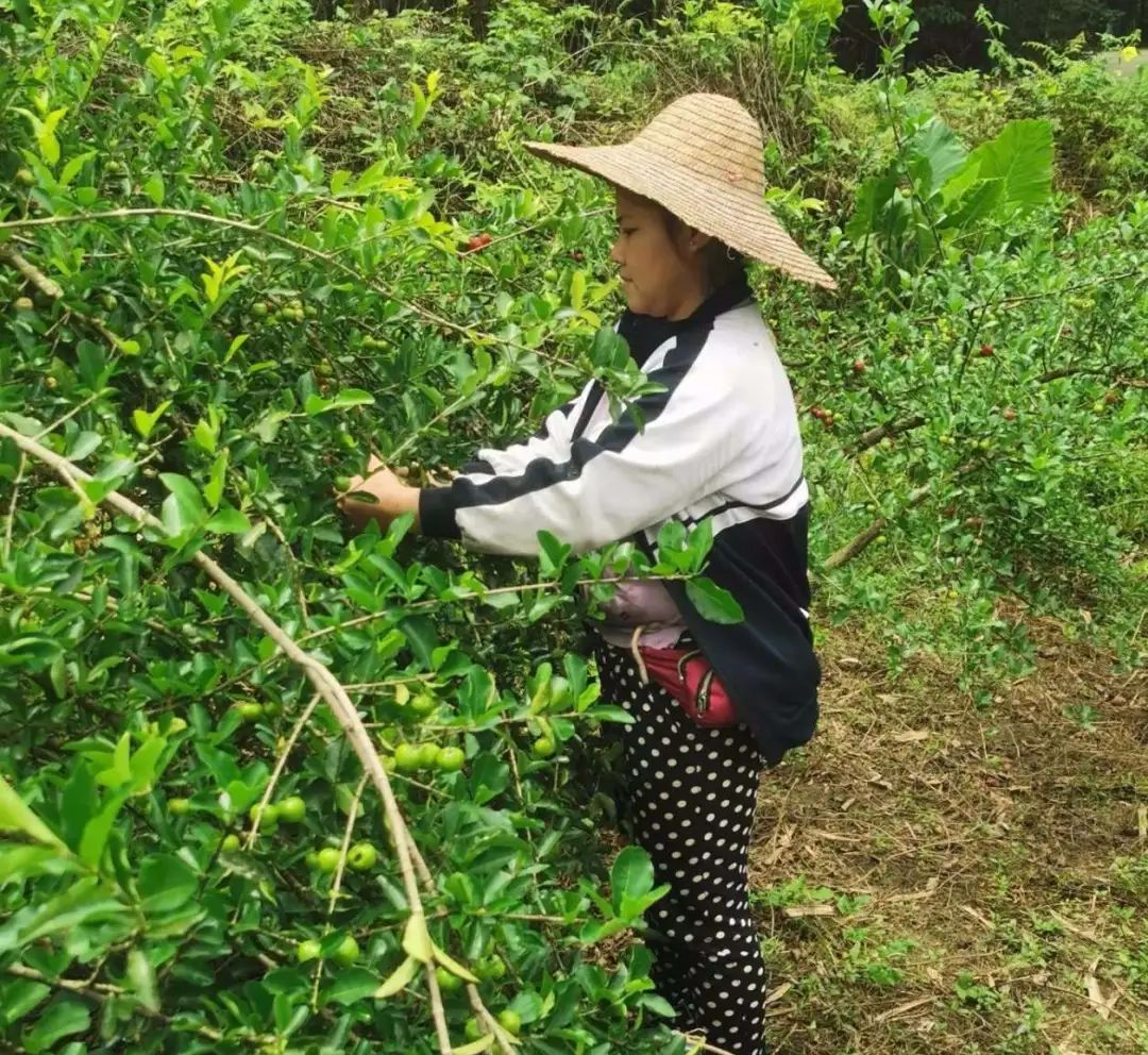 种植景观树赚钱吗_致富种植景观树的意义_种植景观树致富