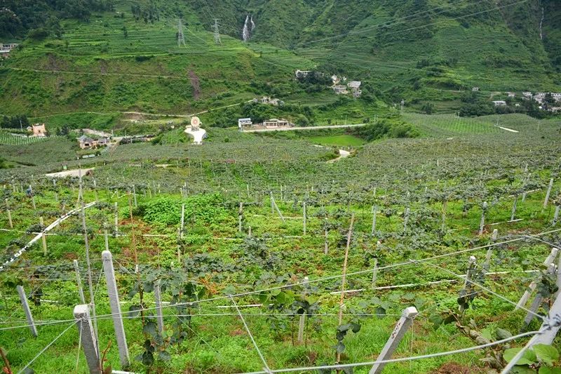 种植景观树致富_种植景观树赚钱吗_种树致富经