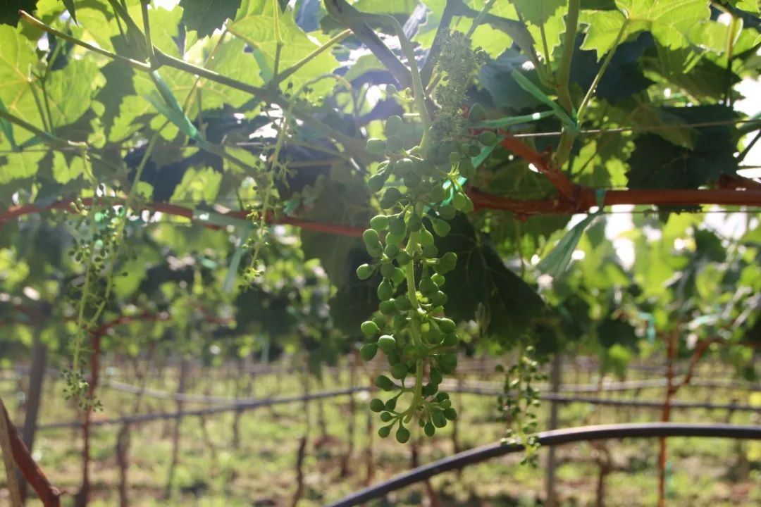 科技玫瑰种植农业技术与管理_农业科技玫瑰种植技术_科技玫瑰种植农业技术研究