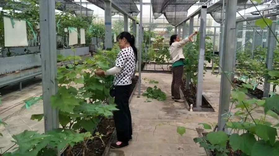 农业科技玫瑰种植技术_科技玫瑰种植农业技术研究_科技玫瑰种植农业技术与管理