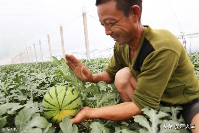 西瓜种植技术视频_视频西瓜种植技术教程_西瓜种植技术视频播放