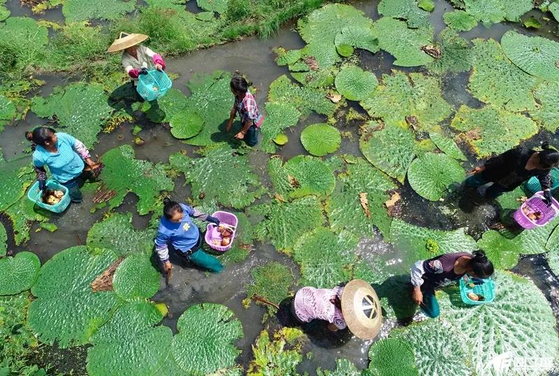 松桃普觉：种植鸡头米 致富有门路