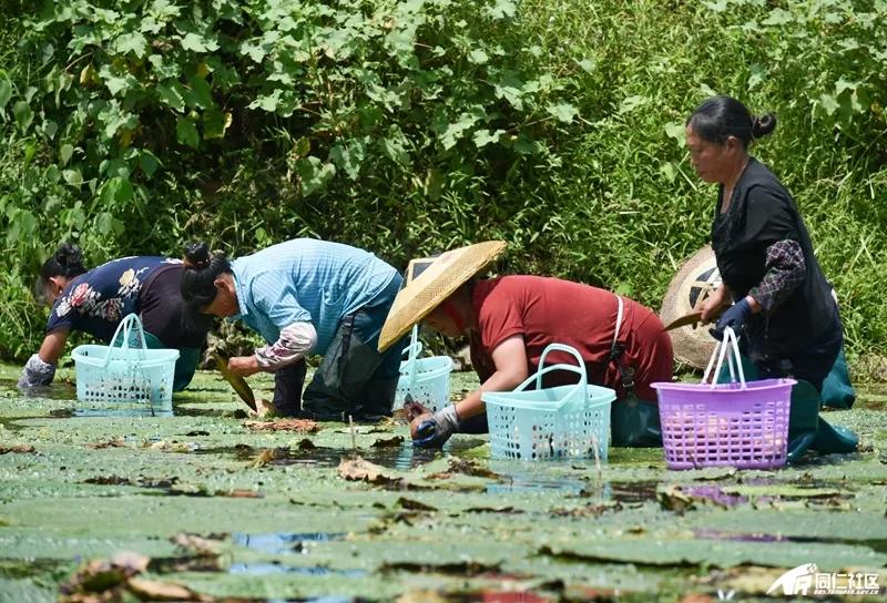 室内种植致富门路_室内种植致富项目_室内种植商机