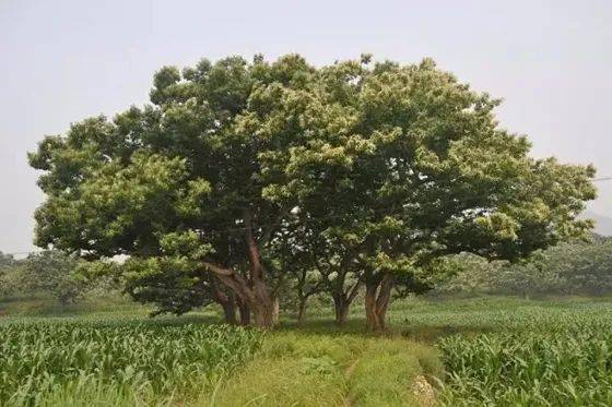 种板栗的经济前景_种植板栗效益如何_板栗种植技术与效益分析