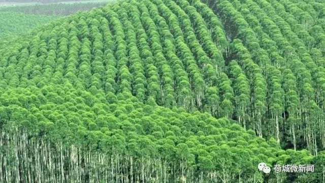 种植景观树致富_种树致富经_种植景观树赚钱吗