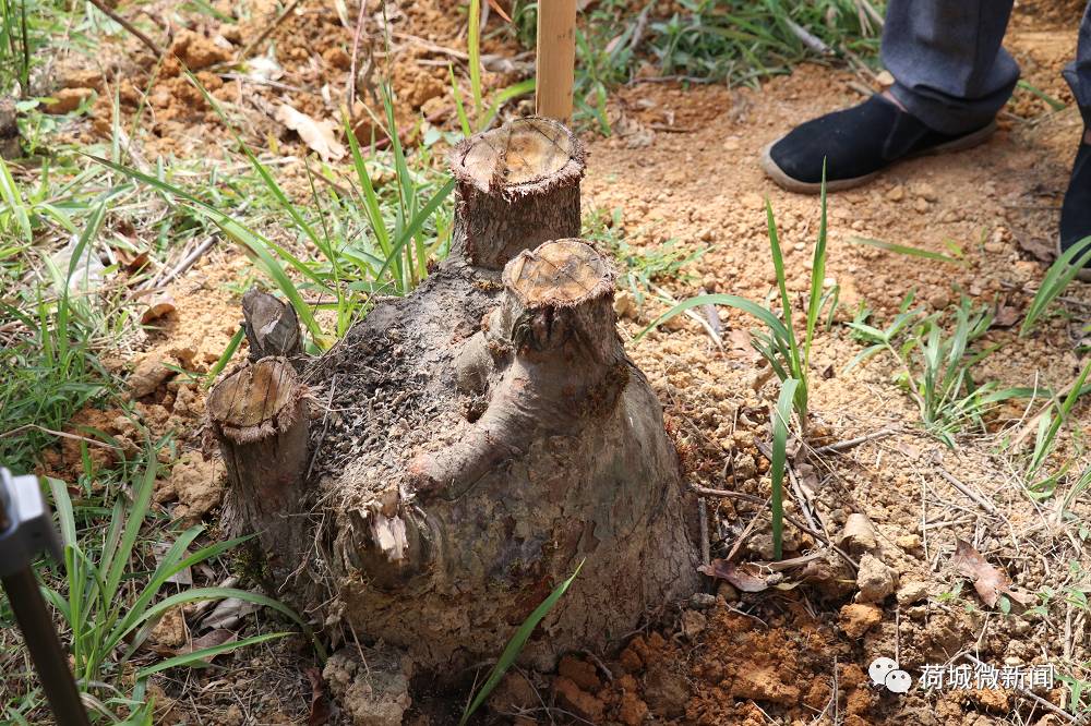 种树致富经_种植景观树致富_种植景观树赚钱吗