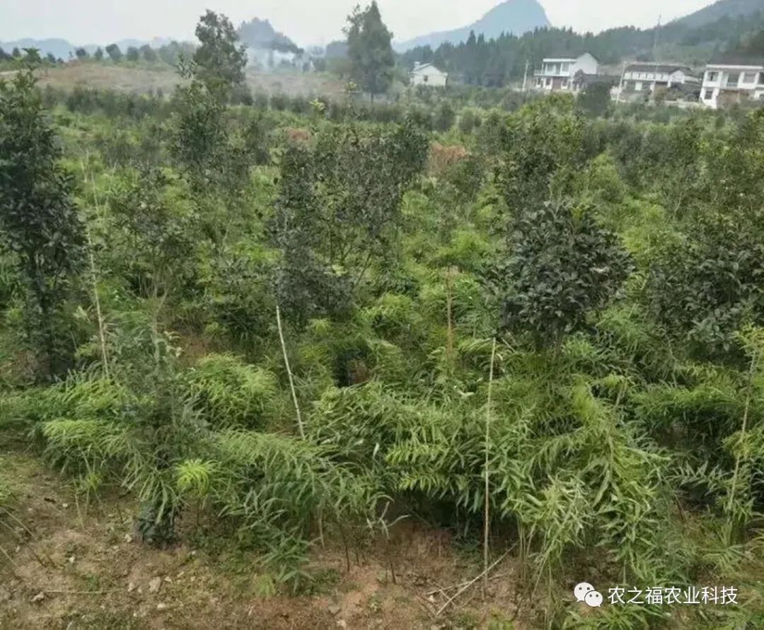 农民致富种植黄精_农民致富种植黄精_农民致富种植黄精