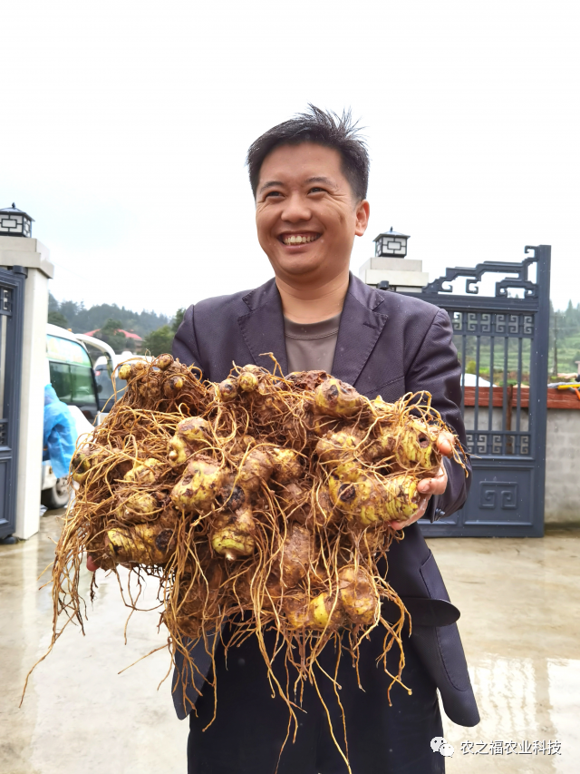 农民致富种植黄精_农民致富种植黄精_农民致富种植黄精