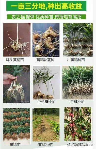 农民致富种植黄精_农民致富种植黄精_农民致富种植黄精