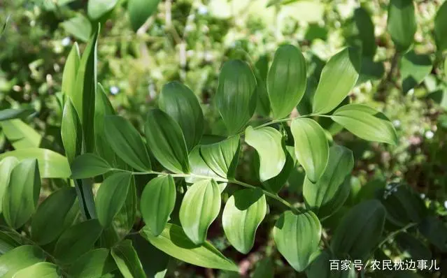 农民致富种植黄精_农民致富种植黄精_农民致富种植黄精