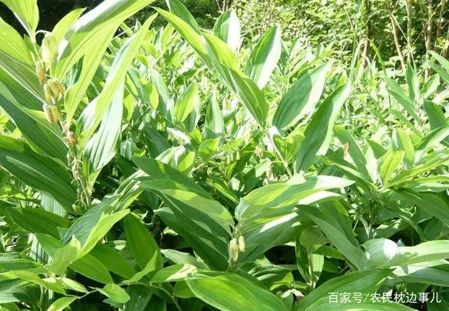 农民致富种植黄精_农民致富种植黄精_农民致富种植黄精