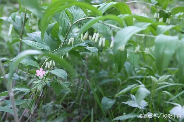 农民致富种植黄精_农民致富种植黄精_农民致富种植黄精