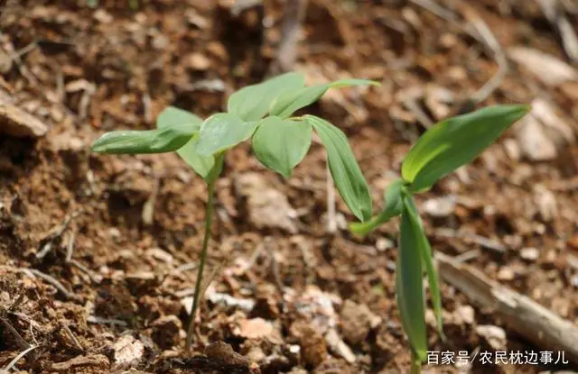 农民致富种植黄精_农民致富种植黄精_农民致富种植黄精