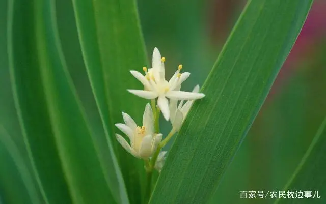 农民致富种植黄精_农民致富种植黄精_农民致富种植黄精