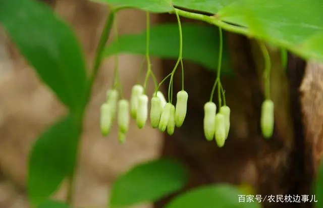 农民致富种植黄精_农民致富种植黄精_农民致富种植黄精