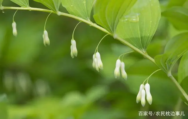 农民致富种植黄精_农民致富种植黄精_农民致富种植黄精