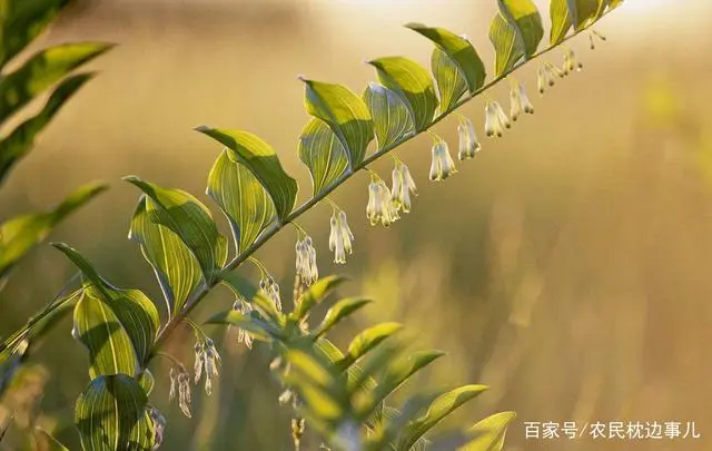 农民致富种植黄精_农民致富种植黄精_农民致富种植黄精