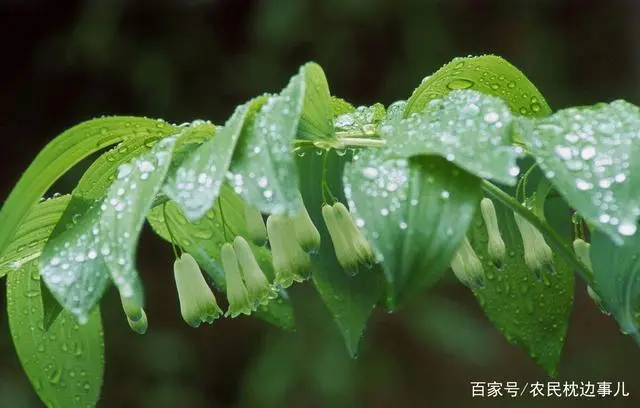 农民致富种植黄精_农民致富种植黄精_农民致富种植黄精