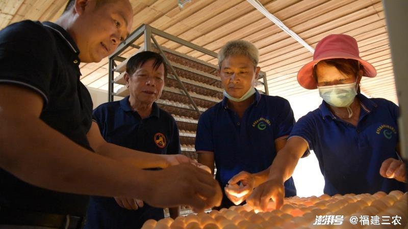 纯种原鸡养殖视频_每日农经养原鸡养殖视频_原鸡养殖技术视频