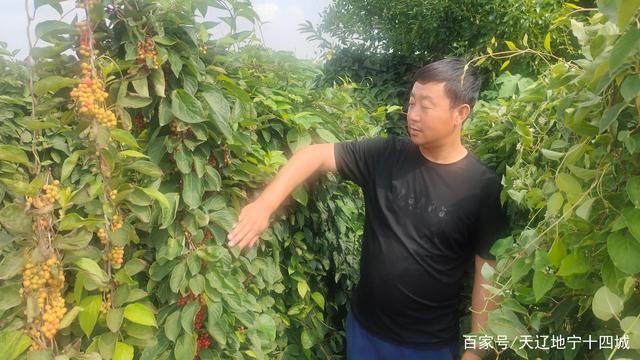 农民致富种植黄精_农民致富种植黄精_农民致富种植黄精