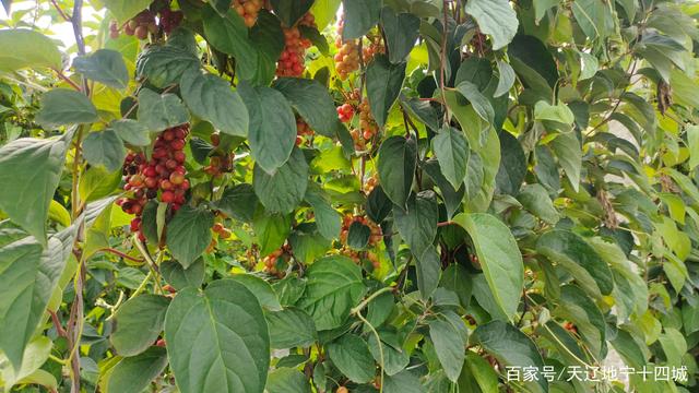 农民致富种植黄精_农民致富种植黄精_农民致富种植黄精