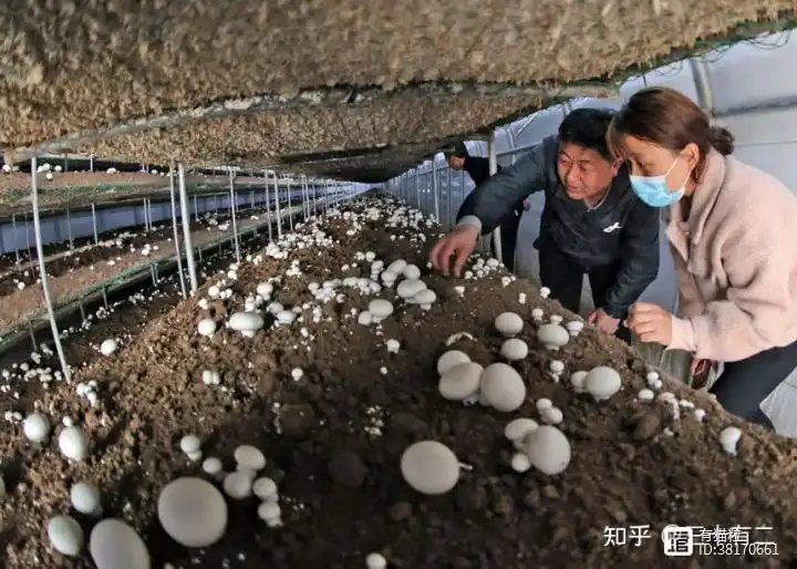 致富经种植三种水果亩收入过亿_有机水果种植致富_致富水果种植机有哪些品牌