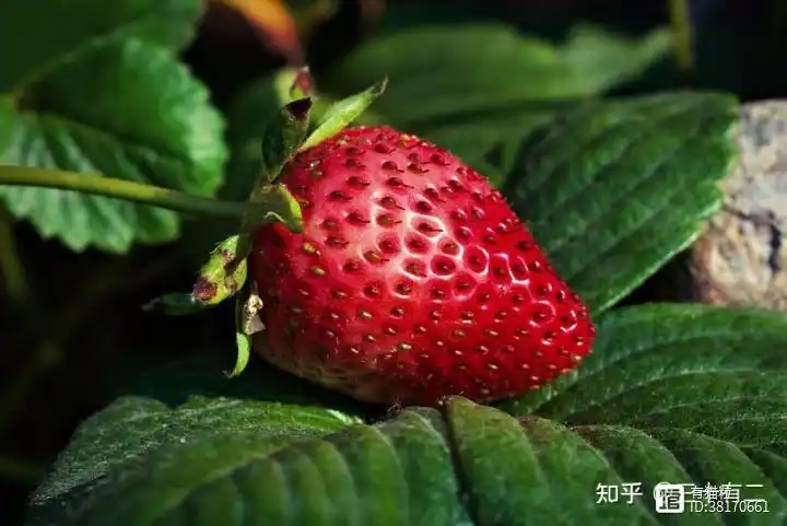 有机水果种植致富_致富经种植三种水果亩收入过亿_致富水果种植机有哪些品牌