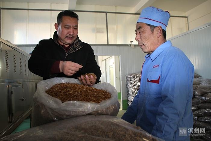 致富经黄粉虫养殖基地_致富经黄粉虫养殖基地_致富经黄粉虫养殖基地