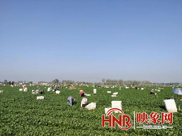 新闻致富种植空房子视频_空房种植致富新闻_新闻致富种植空房怎么写