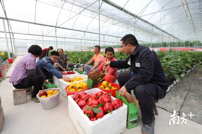 彩椒怎么泡好吃_以色列蔬菜种植业视频_以色列彩椒致富经