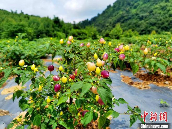 酱烤彩椒鸡肉串_以色列蔬菜种植业视频_以色列彩椒致富经