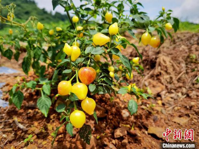 酱烤彩椒鸡肉串_以色列彩椒致富经_以色列蔬菜种植业视频