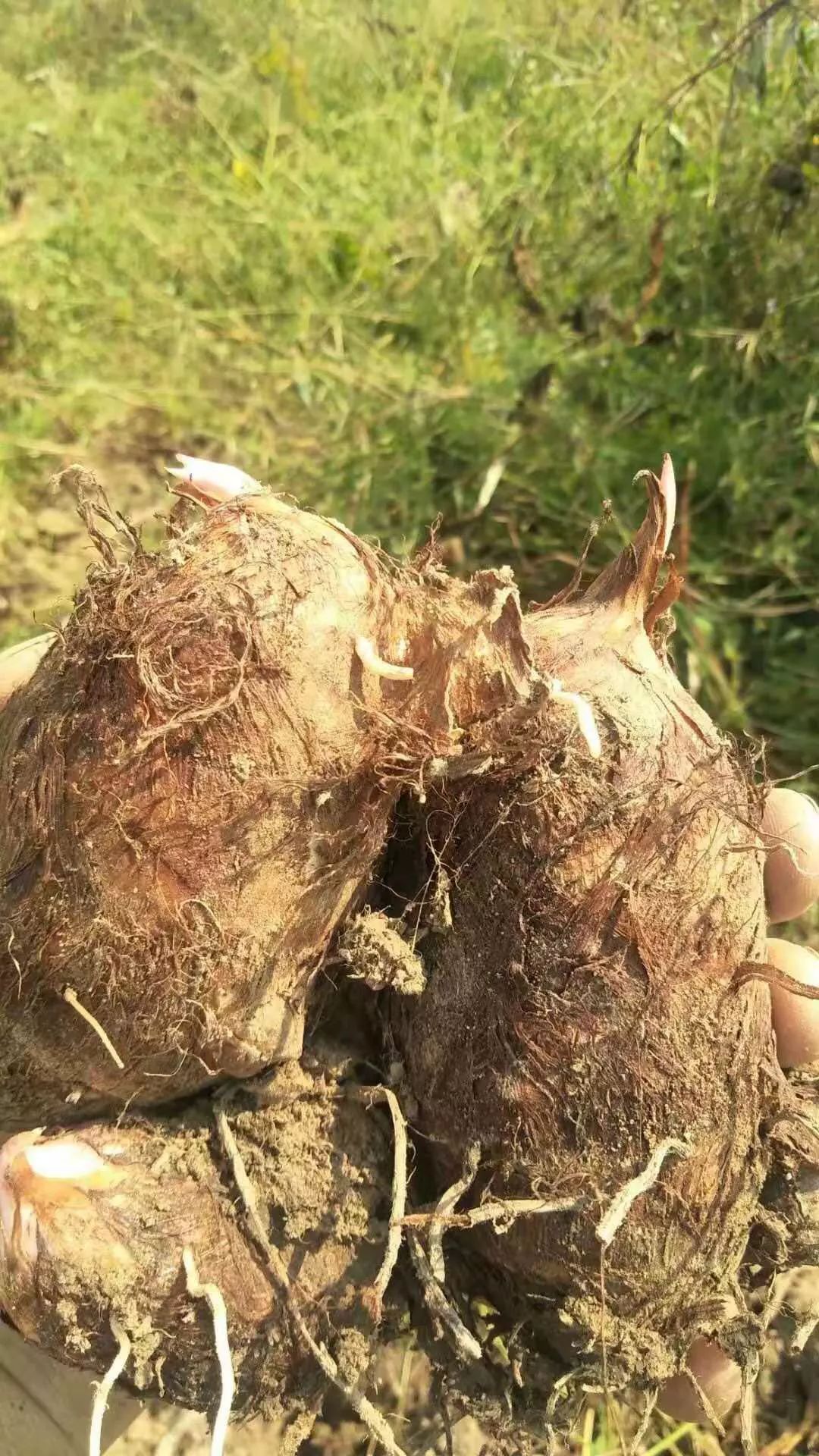 怎样种植芋头产量高视频_水芋头种植技术视频_芋头水田种植技术