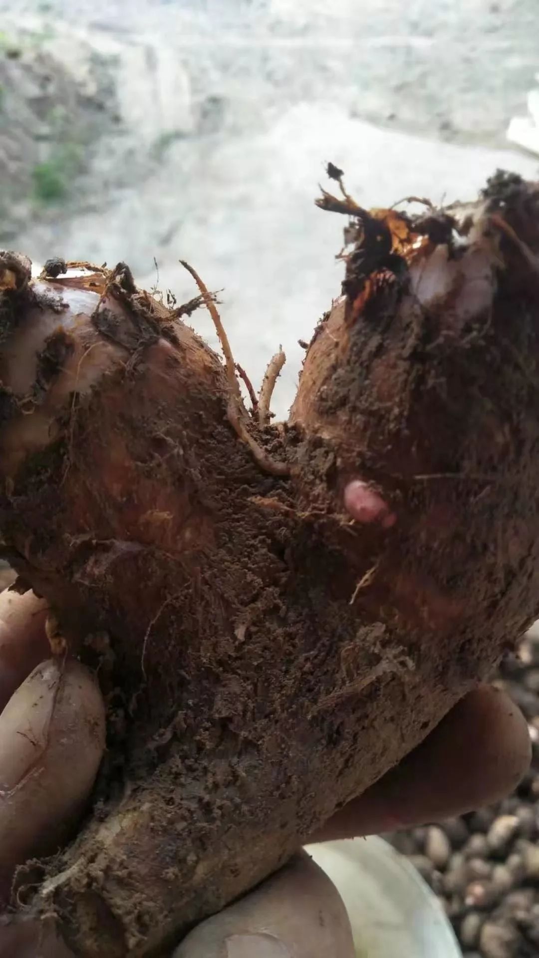 水芋头种植技术视频_怎样种植芋头产量高视频_芋头水田种植技术