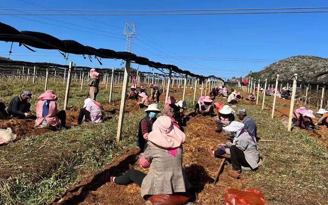 农民致富种植黄精_农民致富种植黄精_农民致富种植黄精