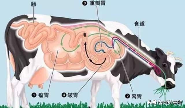 美国和牛养殖技术_养殖牛美国技术现状_美国牛养殖场