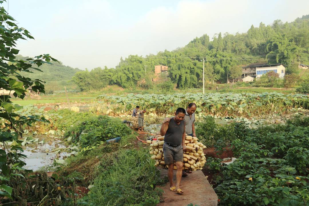 农民种植莲藕计划书_莲藕种植致富故事_致富种植莲藕故事内容