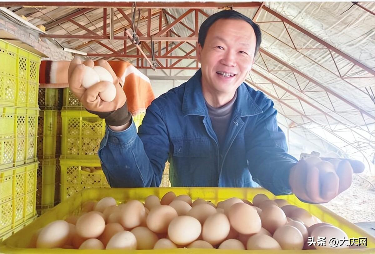 芦花鸡养殖视频致富经_芦花鸡养殖技术视频_养殖芦花鸡500的利润