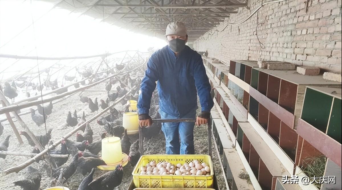 芦花鸡养殖视频致富经_养殖芦花鸡500的利润_芦花鸡养殖技术视频