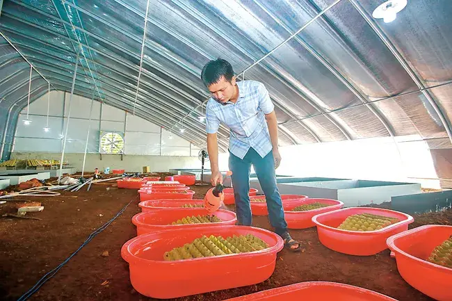 致富经黄粉虫养殖基地_致富经黄粉虫养殖基地_致富经黄粉虫养殖基地