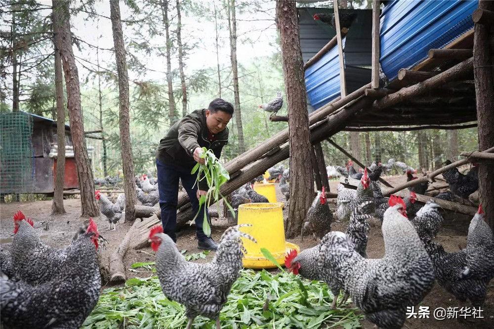 芦花鸡养殖视频致富经_养殖芦花鸡500的利润_芦花鸡养殖成本