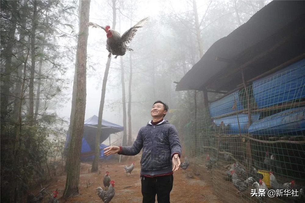 芦花鸡养殖视频致富经_养殖芦花鸡500的利润_芦花鸡养殖成本